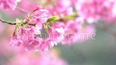 粉色樱花樱花，日本开花樱花上樱花树.. 樱花花是日本的代表
